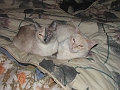 lizzy and cy trying to sleep feb 07